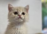 BoBo - Scottish Straight Kitten For Sale - Miami, FL, US