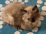 Chloe - Ragdoll Cat For Sale - 