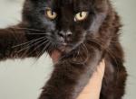 PANDORA - Maine Coon Cat For Sale - Pensacola, FL, US