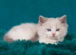 Talisman - Ragdoll Kitten For Sale - Brooklyn, NY, US