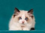 Voloshka - Ragdoll Cat For Sale - Brooklyn, NY, US