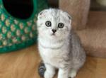 Kasper - Scottish Fold Cat For Sale - MD, US