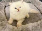 Tiki - Ragdoll Cat For Sale - Elizabeth, NJ, US