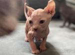 Archibald - Sphynx Cat For Sale - Lubbock, TX, US