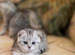 Krysti - Scottish Fold Cat For Sale - MD, US