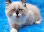 Maxwel - Siberian Cat For Sale - Brooklyn, NY, US