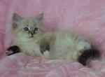 Oriana - Siberian Cat For Sale - Brooklyn, NY, US