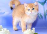 Baron - British Shorthair Cat For Sale - Brooklyn, NY, US