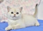 Lolita - British Shorthair Cat For Sale - Brooklyn, NY, US