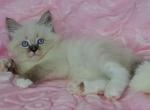 Odelina - Siberian Cat For Sale - Brooklyn, NY, US