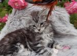 Amor - Maine Coon Cat For Sale - Brooklyn, NY, US