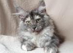 Viola - Maine Coon Cat For Sale - Brooklyn, NY, US