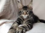 Winnie - Maine Coon Cat For Sale - Brooklyn, NY, US