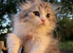 Silver tabby Highland Fold boy - Scottish Fold Cat For Sale - Sun City Center, FL, US