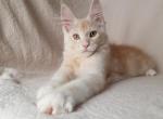 William - Maine Coon Cat For Sale - Brooklyn, NY, US