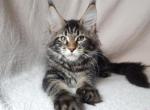 Arina - Maine Coon Cat For Sale - Brooklyn, NY, US