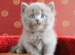 Vincent - British Shorthair Cat For Sale - Brooklyn, NY, US