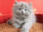 Valusha - British Shorthair Cat For Sale - Brooklyn, NY, US