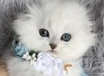 Silver chinchilla girl - Scottish Fold Cat For Sale - Sun City Center, FL, US