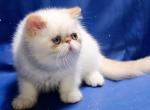 Lola EXO - Exotic Cat For Sale - Brooklyn, NY, US