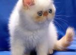 Lilly - Exotic Cat For Sale - Brooklyn, NY, US