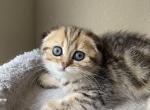 Golden marble girl - Scottish Fold Cat For Sale - Sun City Center, FL, US