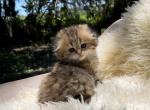 Golden tabby Highland Fold girl - Scottish Fold Cat For Sale - Sun City Center, FL, US