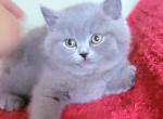 David - British Shorthair Cat For Sale - New York, NY, US