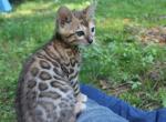 Vienna - Bengal Cat For Sale - Boston, MA, US