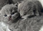 New born kittens - British Shorthair Cat For Sale - WA, US