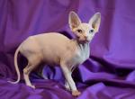 Sandra - Sphynx Cat For Sale - Norwalk, CT, US