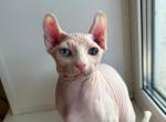 Yaya - Sphynx Cat For Sale - Norwalk, CT, US