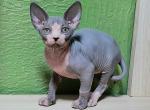 Cameron - Sphynx Cat For Sale - Norwalk, CT, US