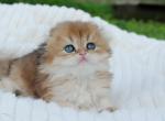 Franka - Scottish Fold Cat For Sale - Hollywood, FL, US