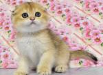 Gabriela - Scottish Fold Cat For Sale - Hollywood, FL, US