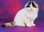 Dominica - Scottish Fold Cat For Sale - Hollywood, FL, US