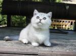 Cartier - Munchkin Cat For Sale - Hollywood, FL, US