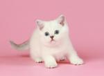 Vilnius - British Shorthair Cat For Sale - Miami, FL, US