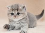 Zigzag - British Shorthair Cat For Sale - Miami, FL, US