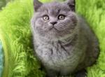 Infiniti - British Shorthair Cat For Sale - Miami, FL, US