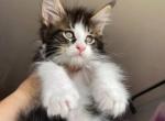 Ikran - Maine Coon Cat For Sale - Norwalk, CT, US