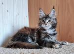 Belka - Maine Coon Cat For Sale - Norwalk, CT, US