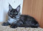 Blansh - Maine Coon Cat For Sale - Norwalk, CT, US