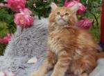 Aaron - Maine Coon Cat For Sale - Norwalk, CT, US