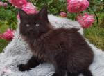 A'Shere Khan - Maine Coon Cat For Sale - Norwalk, CT, US