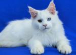 Xaver - Maine Coon Cat For Sale - Norwalk, CT, US