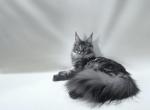 Bianca - Maine Coon Cat For Sale - New York, NY, US