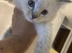 Ragdoll Sweetheart - Ragdoll Cat For Sale - Westborough, MA, US