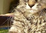 Queen GIGI classic Maine coon gorgeous - Maine Coon Cat For Sale - 