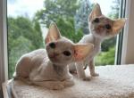 O - Devon Rex Cat For Sale - Philadelphia, PA, US